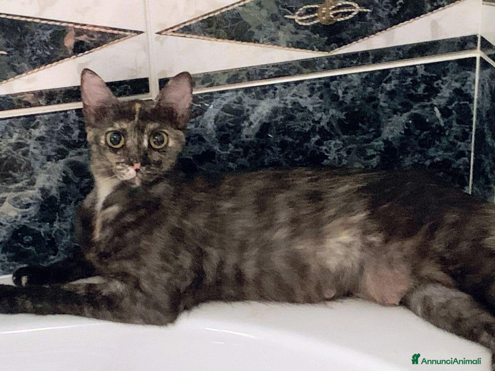 Meticcio gatti MIA, 9 mesi, già sterilizzata, negativa FIV FELV  - Annuncio 13