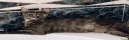 Meticcio gatti in regalo: MIA, 9 mesi, già sterilizzata, negativa FIV FELV  - Annuncio 1