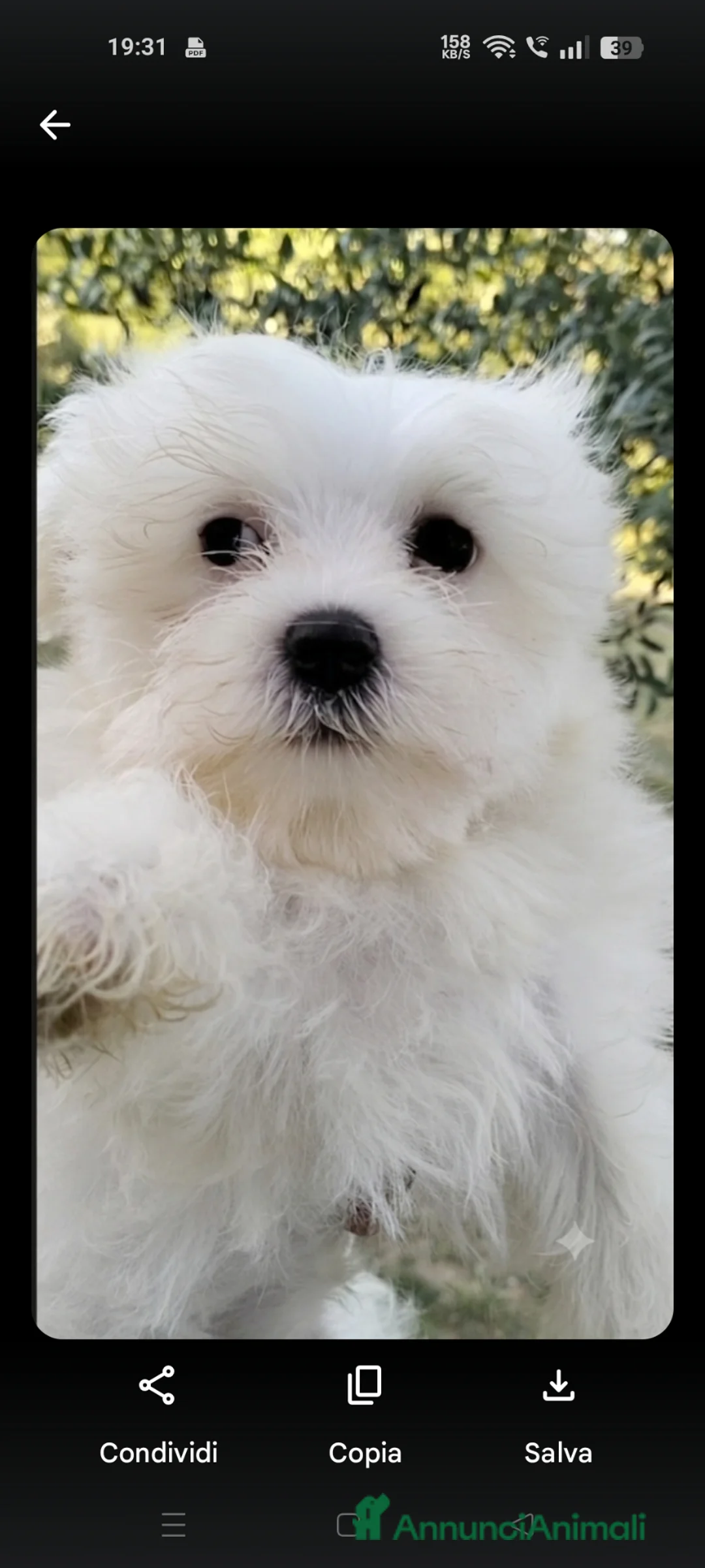 Maltese cani in vendita: Maltese maschio linea coreana taglia piu piccola  - Annuncio 5