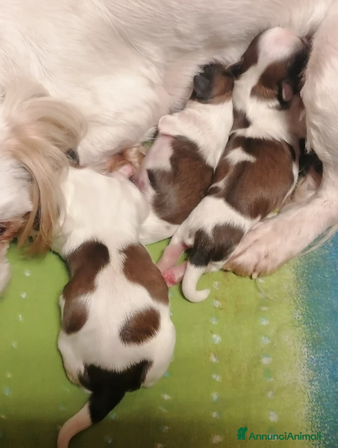 Shih Tzu cani in vendita: Shih Tzu cuccioli piccoli - Annuncio 12