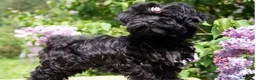 Maltipoo cani in vendita: Cuccioli Maltipoo - Annuncio 1