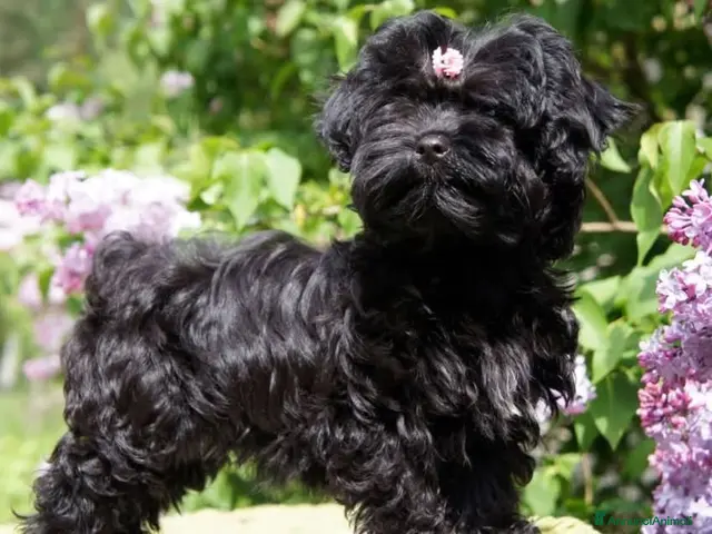 Maltipoo cani in vendita: Cuccioli Maltipoo - Annuncio 1