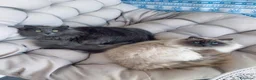 Siberiano gatti in vendita: Gattina siberiana a Provincia di Cuneo - Annuncio 3