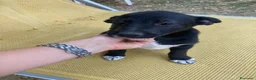 Meticcio cani in regalo: Regalo cucciolo cane nero  a Provincia di Modena - Annuncio 5