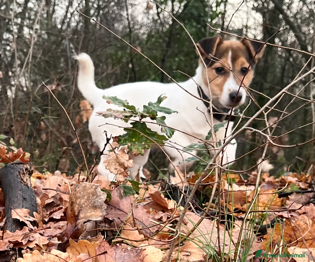 Jack Russell cani in vendita: Cucciola di jack russell terrier  - Annuncio 3