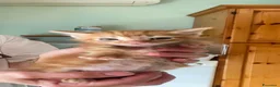 Meticcio gatti in regalo: GATTI ADORABILI a Provincia di Monza e della Brianza - Annuncio 3