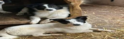 Meticcio cani in regalo: DIEGO, nanetto fifoncello. TG PICCOLA, zampacorta - Annuncio 5