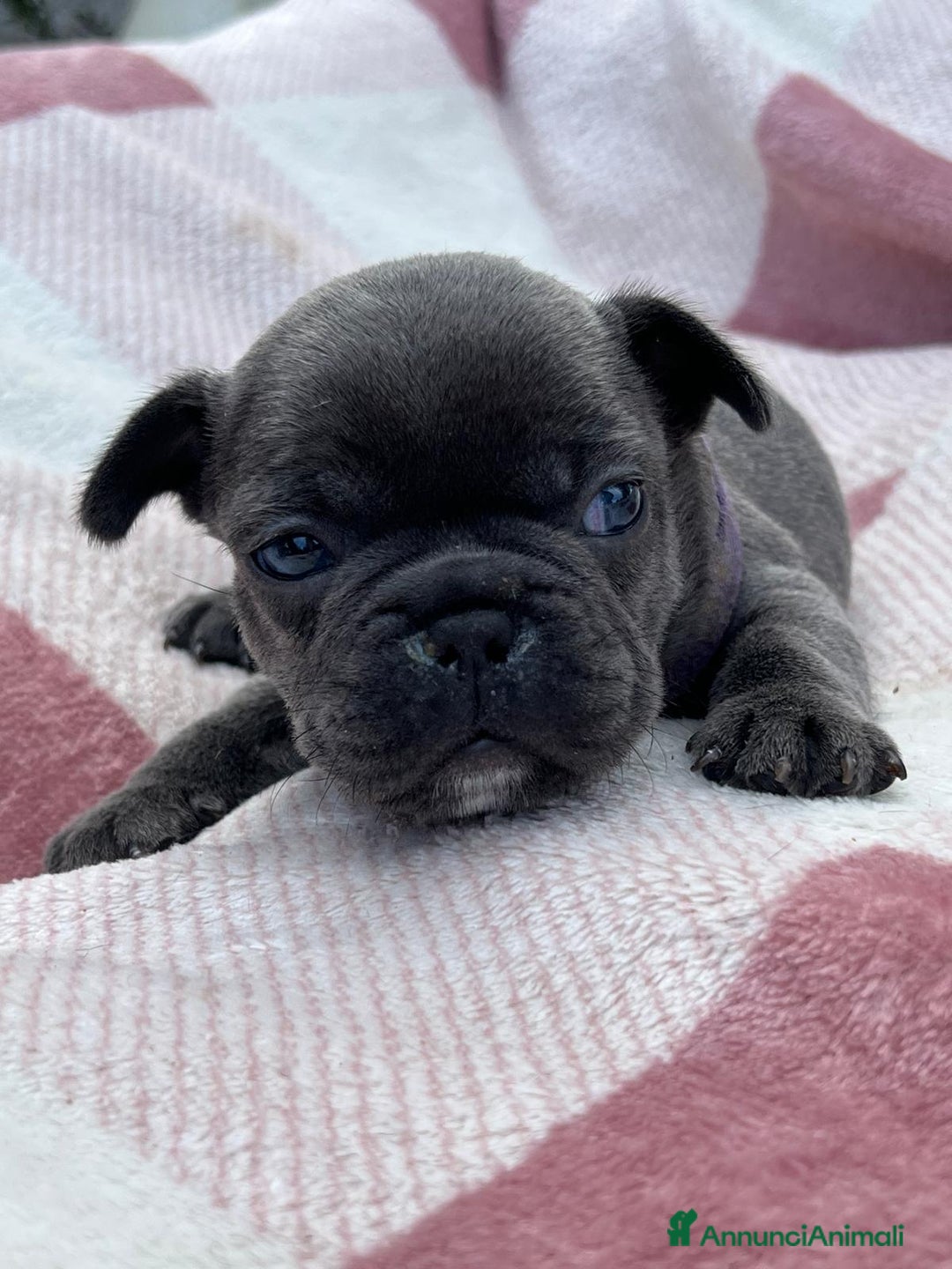 Bulldog Francese cani in vendita: Cuccioli bulldog francese esotici blu - Annuncio 32