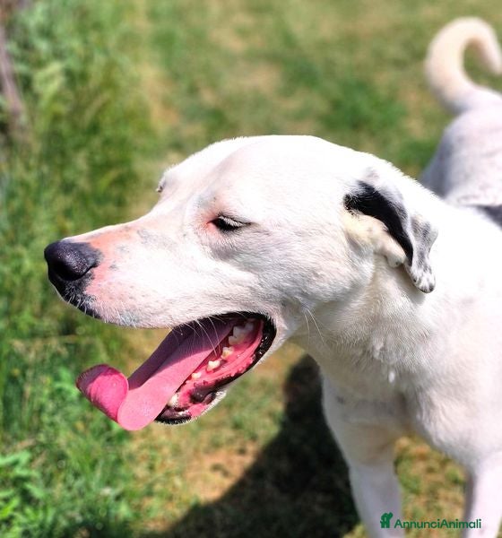 Altre razze cani in regalo: ROSARIO, mix di simpatia unica - Annuncio 7