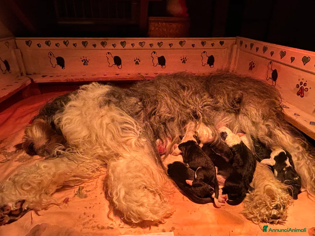 Bobtail cani in vendita: Cuccioli di Bobtail  - Annuncio 20