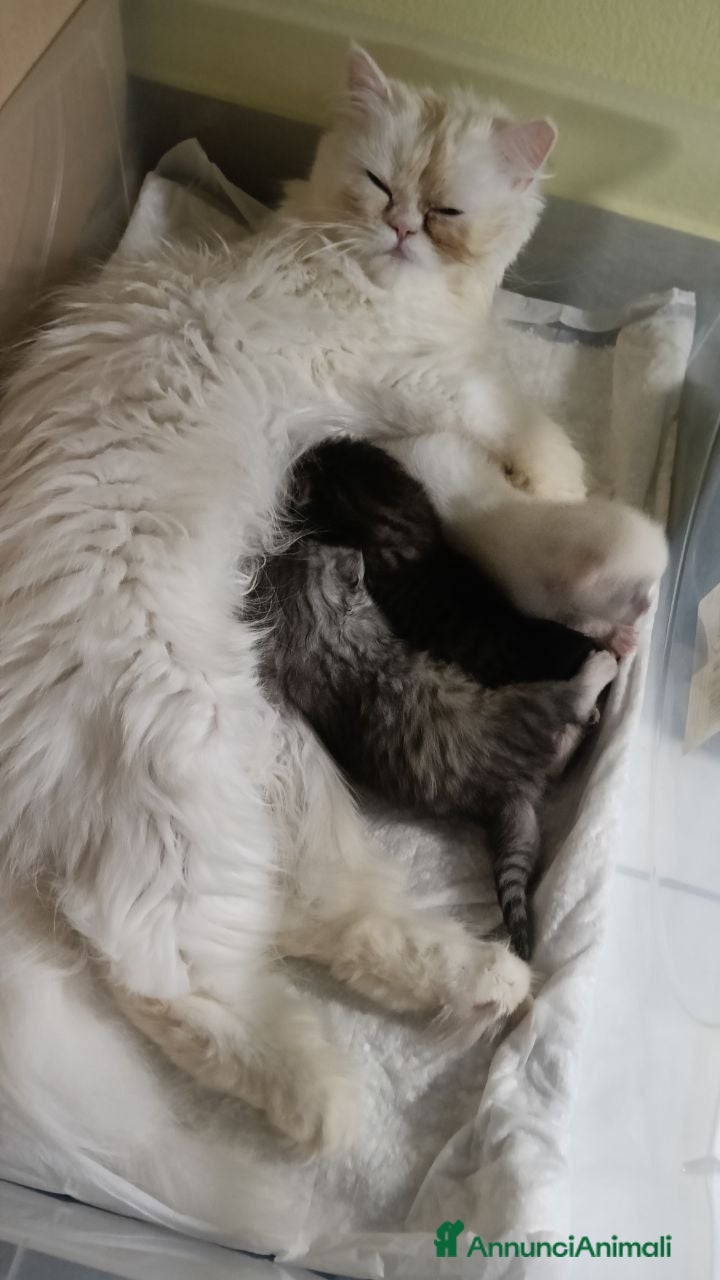 Persiano gatti CUCCIOLI TABBY - CHICHILLA' SILVER e WHITE - Annuncio 9