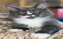 Maine Coon gatti in vendita: Cuccioli di razza Maine Coon pedigree ANFI a Livorno - Immagine 12