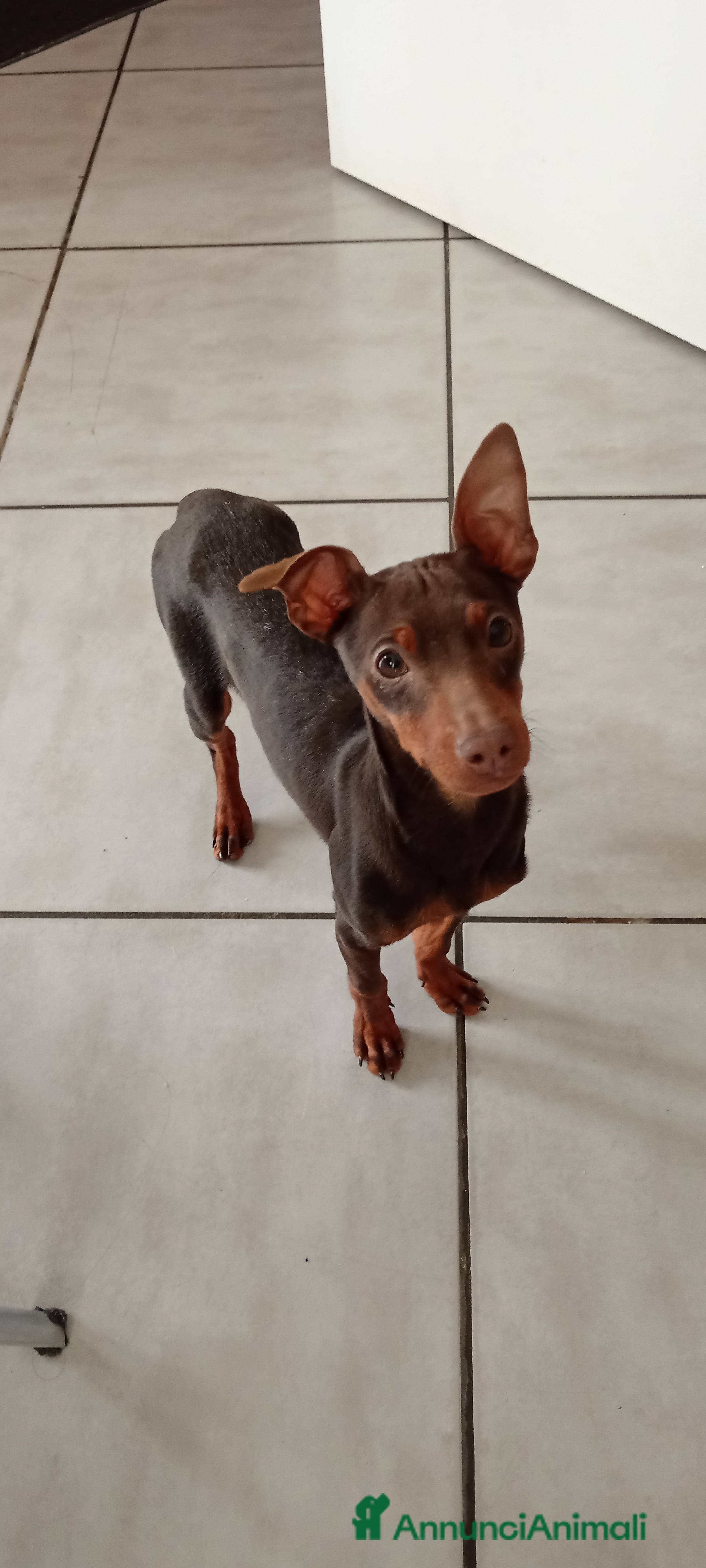 Pinscher Miniatura cani Cucciolo di Pinscher bicolore focato  - Annuncio 2