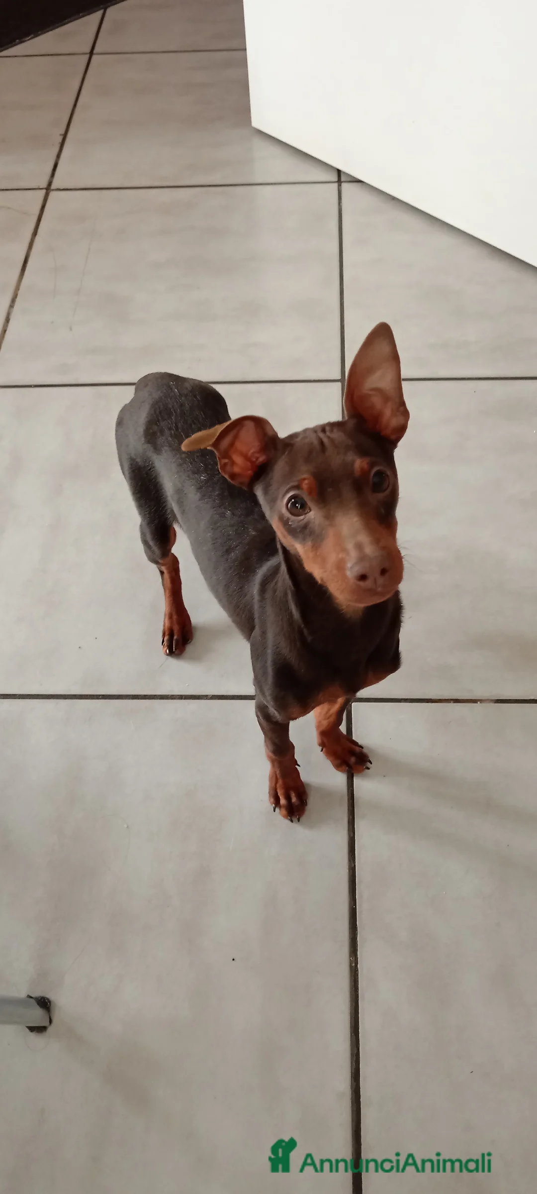 Pinscher Miniatura cani in vendita: Cucciolo di Pinscher bicolore focato  - Annuncio 2