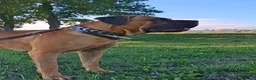 Cane Corso cani in vendita: Cane corso - Annuncio 6