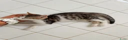 Meticcio gatti in regalo: Gattini  - Annuncio 2