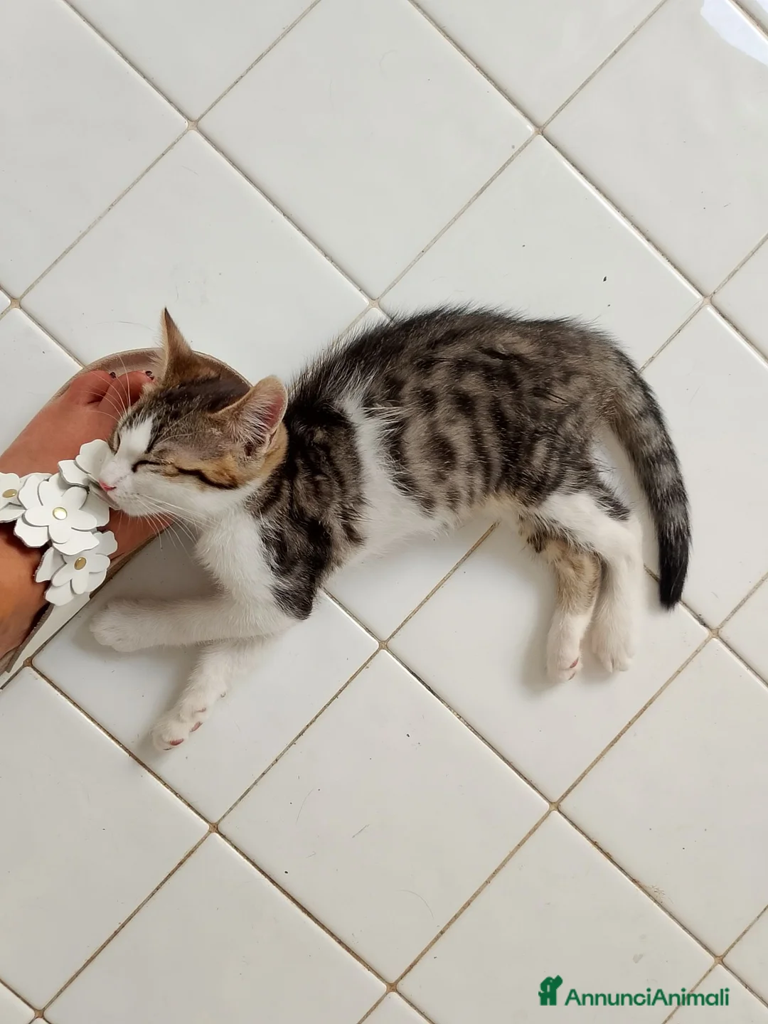 Meticcio gatti in regalo: Gattini  - Annuncio 2