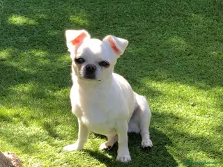 Chihuahua cani Femmina a pelo corto - Annuncio 30