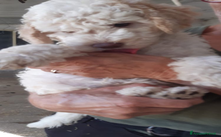 Lagotto cani a Provincia di Ravenna - Annuncio 1