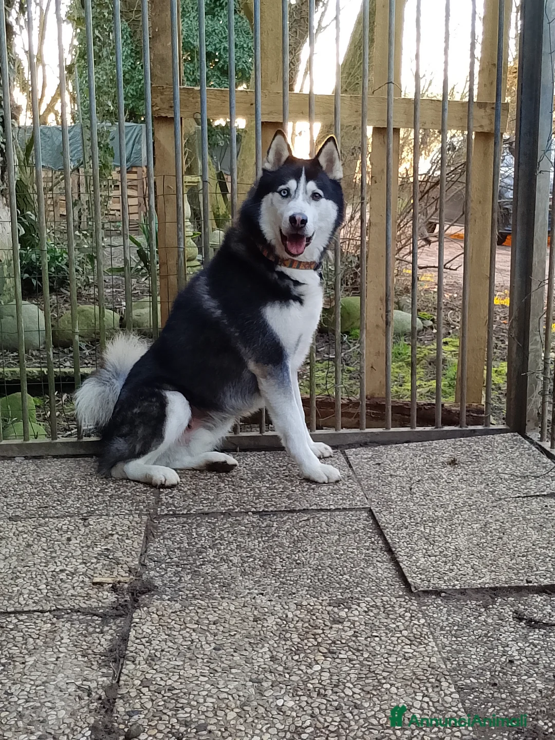 Husky cani in regalo: Husky maschio 5 anni a Provincia di Verona - Annuncio 2
