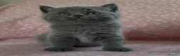 Scottish gatti in vendita: Scottish fold e straight  - Annuncio 17