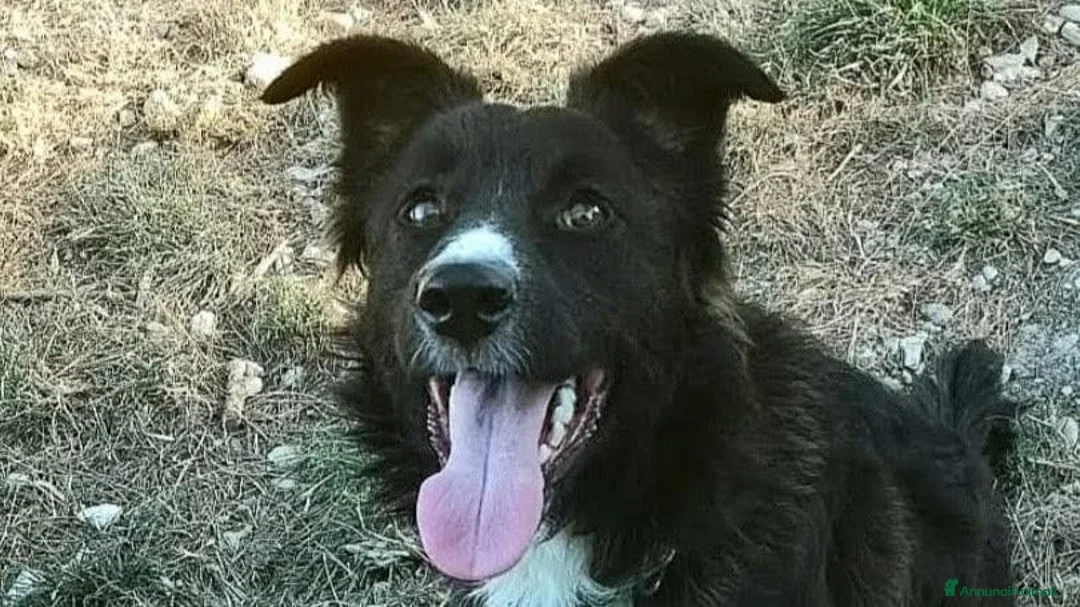 Meticcio cani in regalo: 9 mesi, futuri 12/15 chili medio piccola  - Annuncio 1