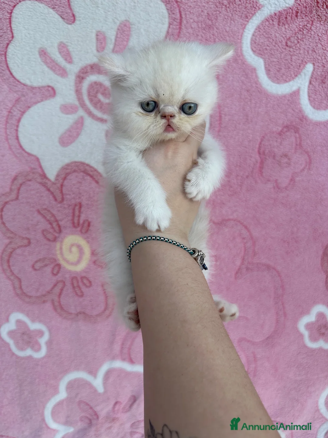 Exotic Shorthair gatti in vendita: Cuccioli Exotic shorthair  - Annuncio 11