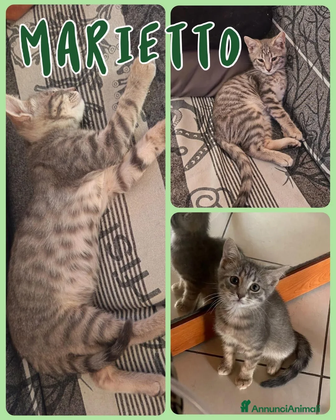 Europeo gatti in regalo: Gattini di 3-4 mesi  a Provincia di Vicenza - Annuncio 2