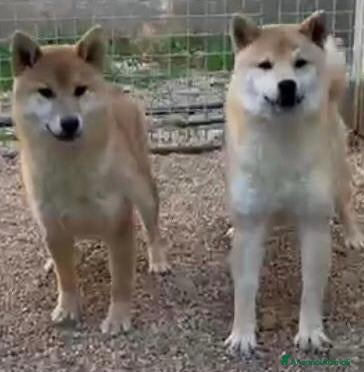 Shiba Inu cani Cuccioli di Shiba Inu - Annuncio 1