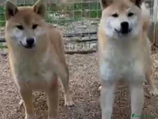 Shiba Inu cani Cuccioli di Shiba Inu - Annuncio 3