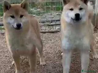 Shiba Inu cani Cuccioli di Shiba Inu - Annuncio 2