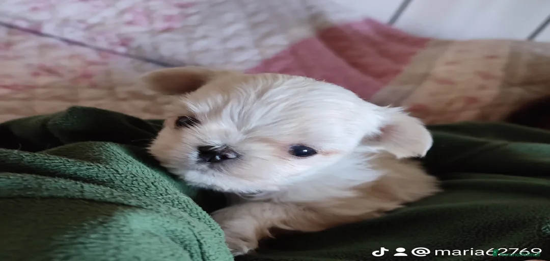 Immagine della galleria {{count}}