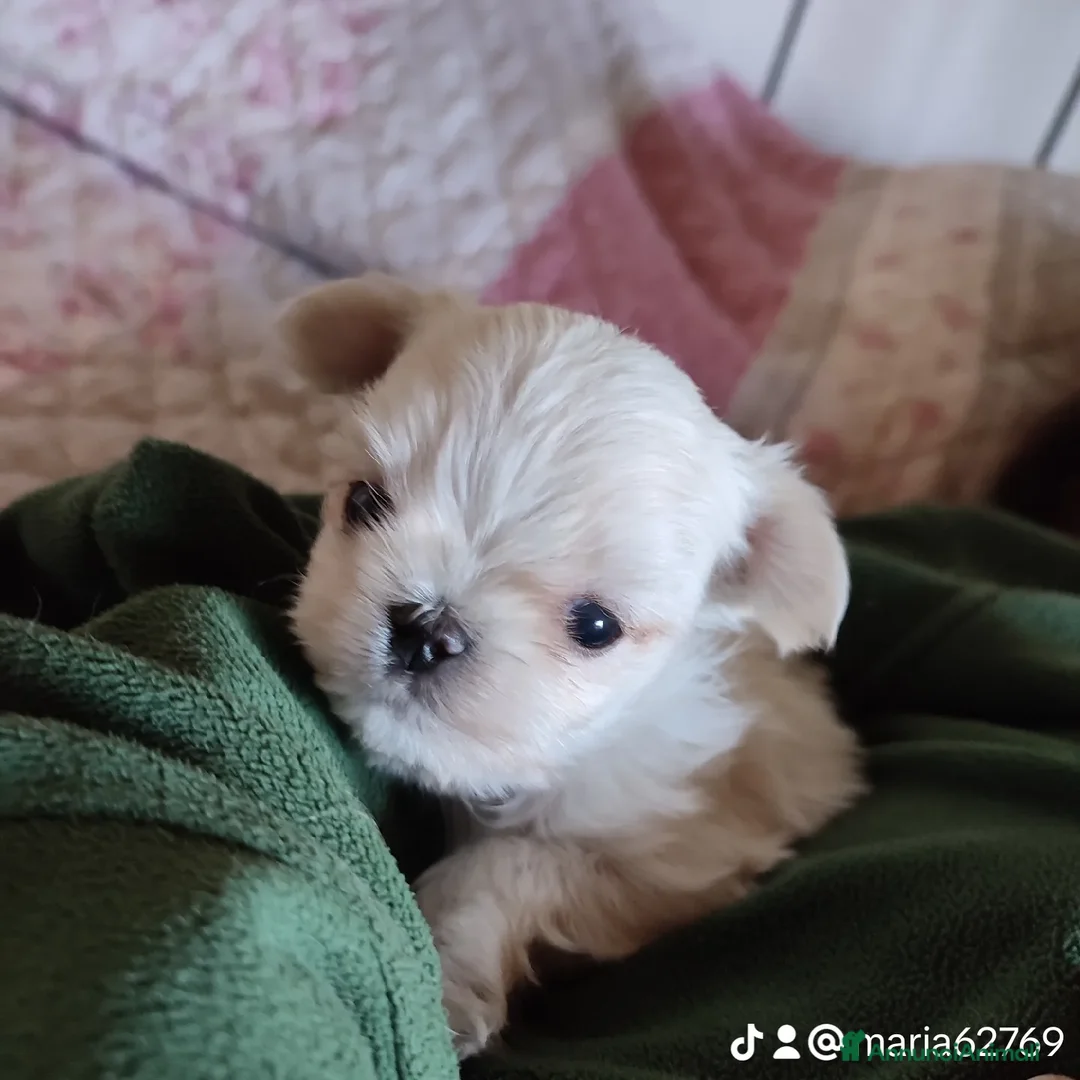 Immagine della galleria {{count}}