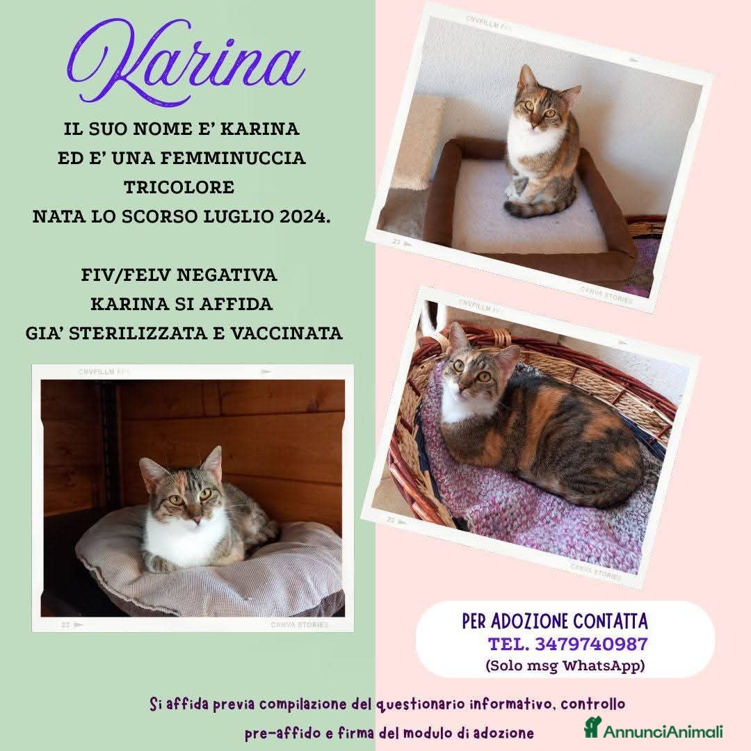 Europeo gatti Gatta tricolore da adottare, KARINA ! - Annuncio 2