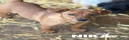 Meticcio cani in regalo: NIKITA, trottolina tutta coccole! TG PICCOLA - Annuncio 4