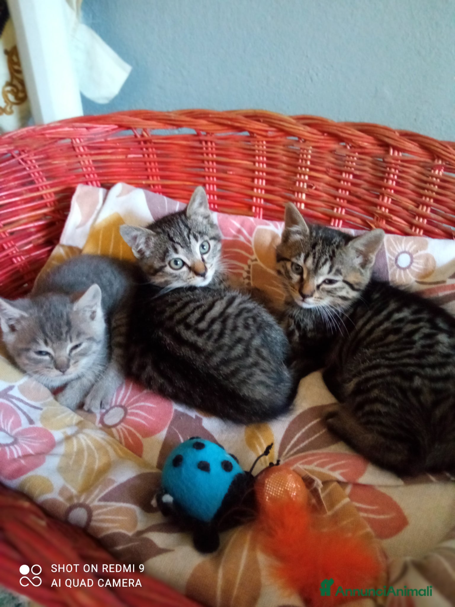 Altre razze gatti Tre cuccioli in cerca di casa - Annuncio 7