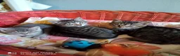 Altre razze gatti in regalo: Tre cuccioli in cerca di casa - Annuncio 1