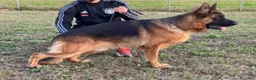 Pastore Tedesco cani in vendita: Pastori Tedeschi - Annuncio 1