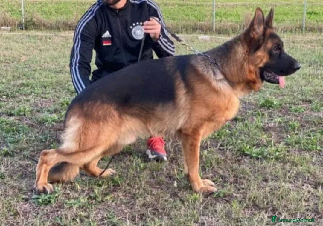 Pastore Tedesco cani in vendita: Pastori Tedeschi - Annuncio 1