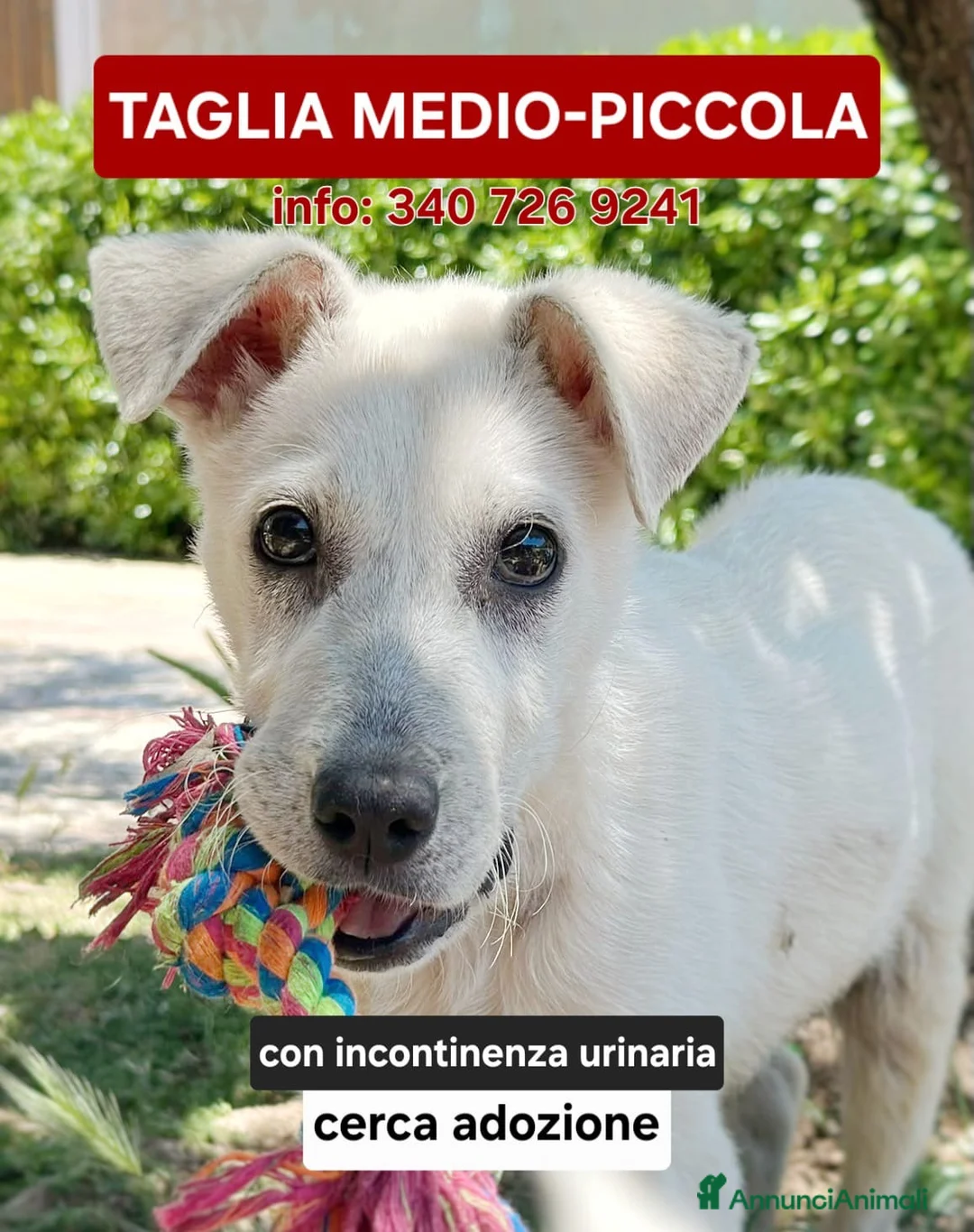 Meticcio cani in regalo: GIOVE 💙 piccolo fuori. Tosto dentro! a Provincia di Mantova - Annuncio 1