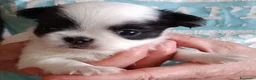 Chihuahua cani in vendita: Cuccioli di Chihuahua con pedigree - Annuncio 3