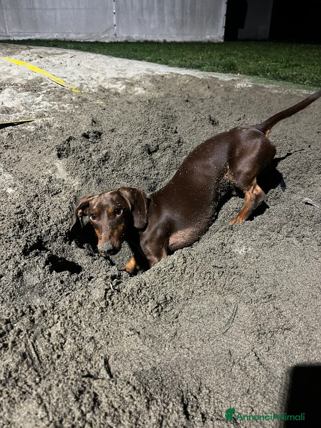 Bassotto cani per accoppiamento: Lui cerca lei a Provincia di Treviso - Annuncio 6