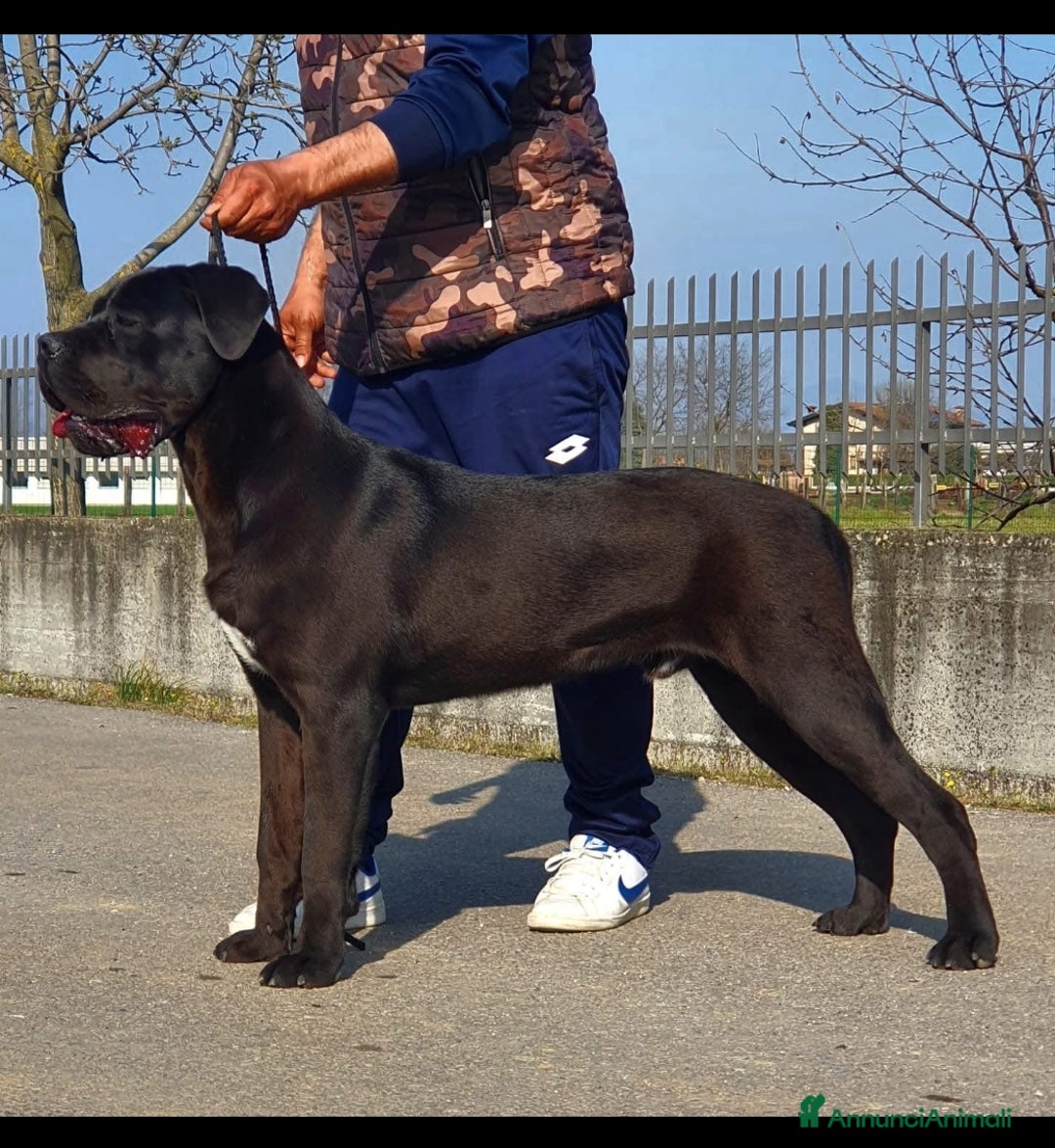 Cane Corso cani in vendita: Cuccioli cane corso - Annuncio 16