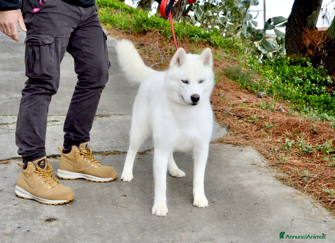 Husky cani in vendita: Cucciola Siberian Husky linea Russa Pedigree Enci - Annuncio 4