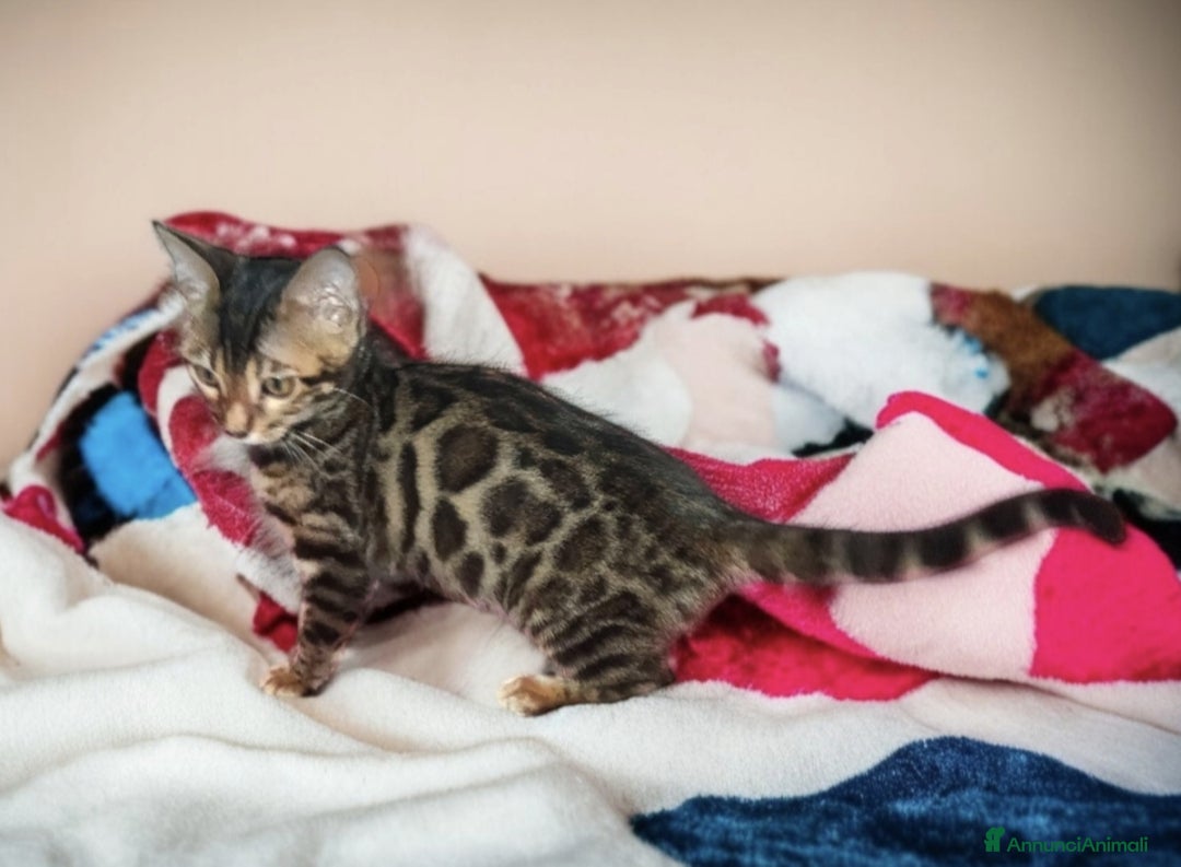 Bengala gatti in vendita: Cuccioli gatto Bengala  - Annuncio 5