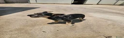 Meticcio cani in regalo: Bueno: taglia piccola, dolce e socievole  - Annuncio 5