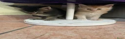 Maine Coon gatti in vendita: MAINE COON SHADED PREGIATI cuccioli  - Annuncio 11