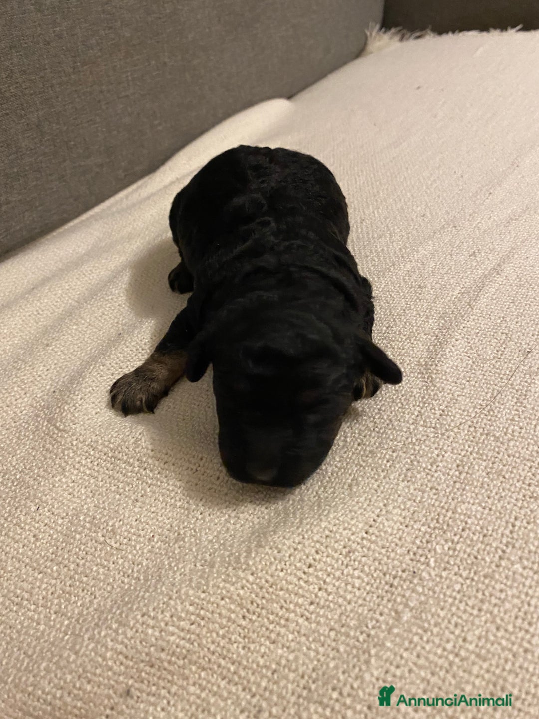 Barboncino cani in vendita: Cuccioli di barboncino  - Annuncio 4