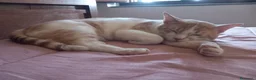 Europeo gatti in regalo: Milo bel gatto maschio a Provincia di Pistoia - Annuncio 2