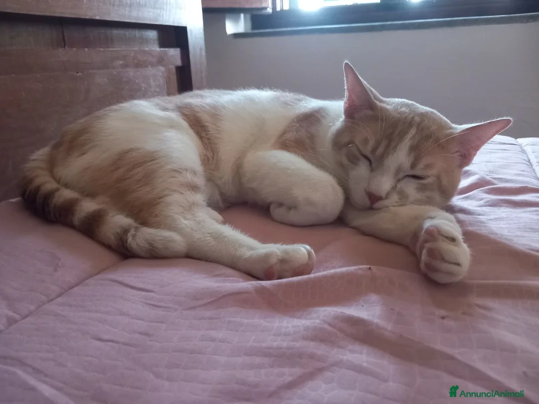 Europeo gatti in regalo: Milo bel gatto maschio a Provincia di Pistoia - Annuncio 2